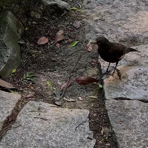 护士长双乳被揉的又大又硬
